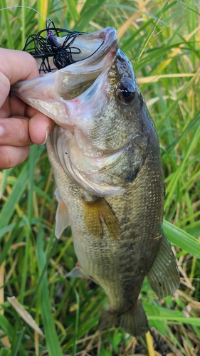 ラージマウスバスの釣果