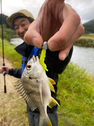 キチヌの釣果