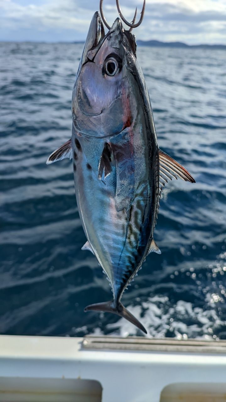 🎣みやもん🎣さんの釣果 2枚目の画像