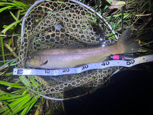 ブラウントラウトの釣果