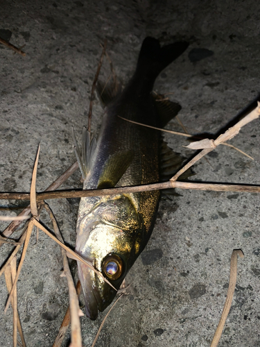 セイゴ（マルスズキ）の釣果