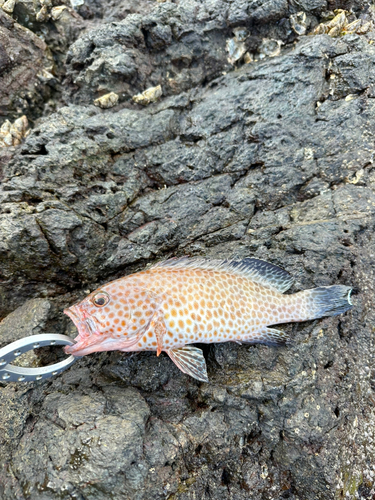 オオモンハタの釣果