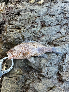 オオモンハタの釣果