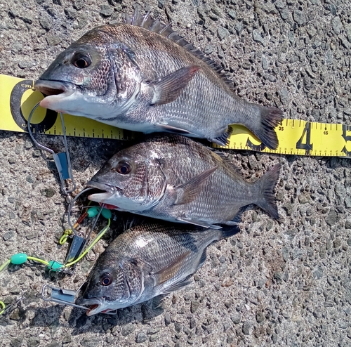 クロダイの釣果