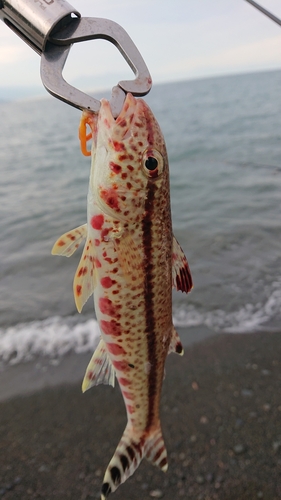 ヨメヒメジの釣果