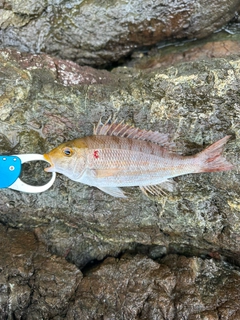 ゴマフエダイの釣果