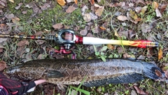 ライギョの釣果