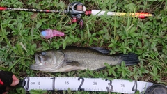ラージマウスバスの釣果