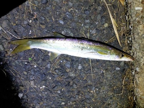 カマスの釣果