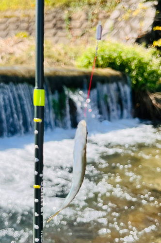 カワムツの釣果