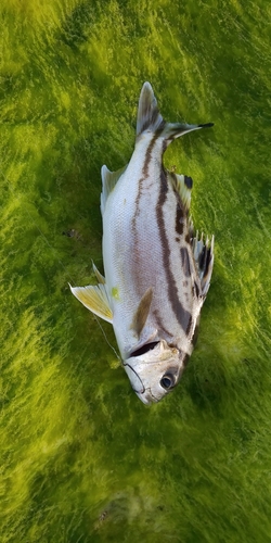 コトヒキの釣果