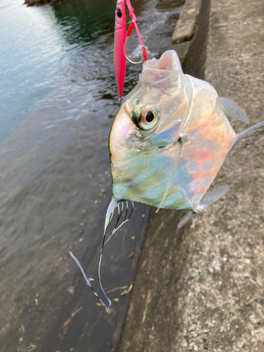 イトヒキアジの釣果