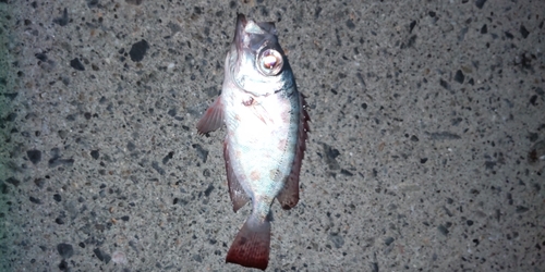 ホウセキキントキの釣果