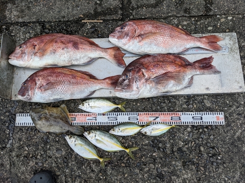 マダイの釣果