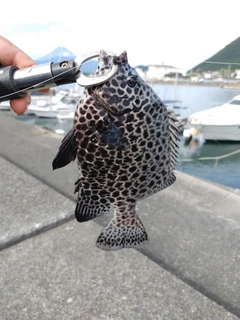 イシガキダイの釣果