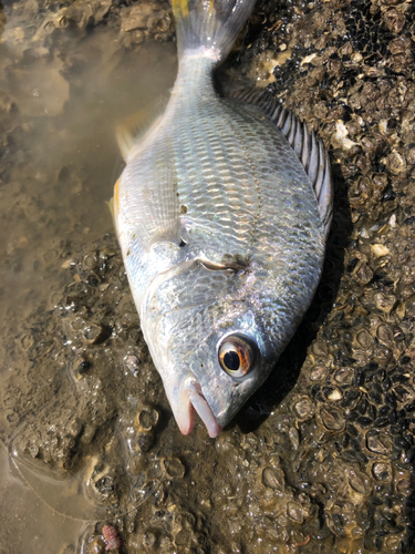 キビレの釣果