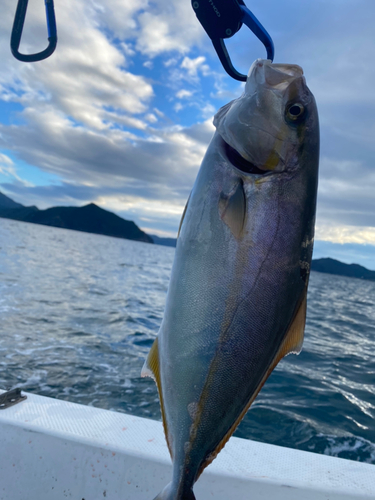 ネリゴの釣果