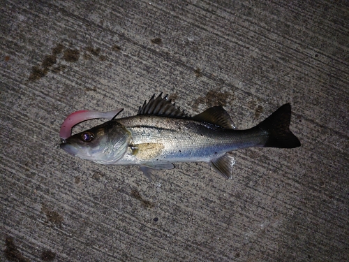 セイゴ（マルスズキ）の釣果