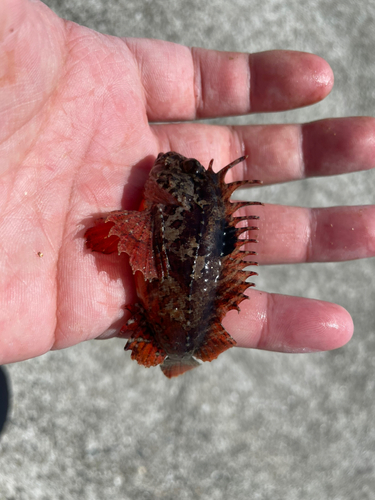 ハオコゼの釣果