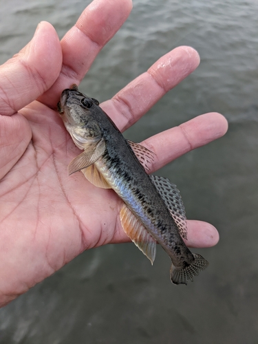 マハゼの釣果