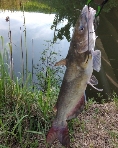 アメリカナマズの釣果