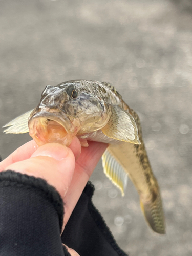 ハゼの釣果