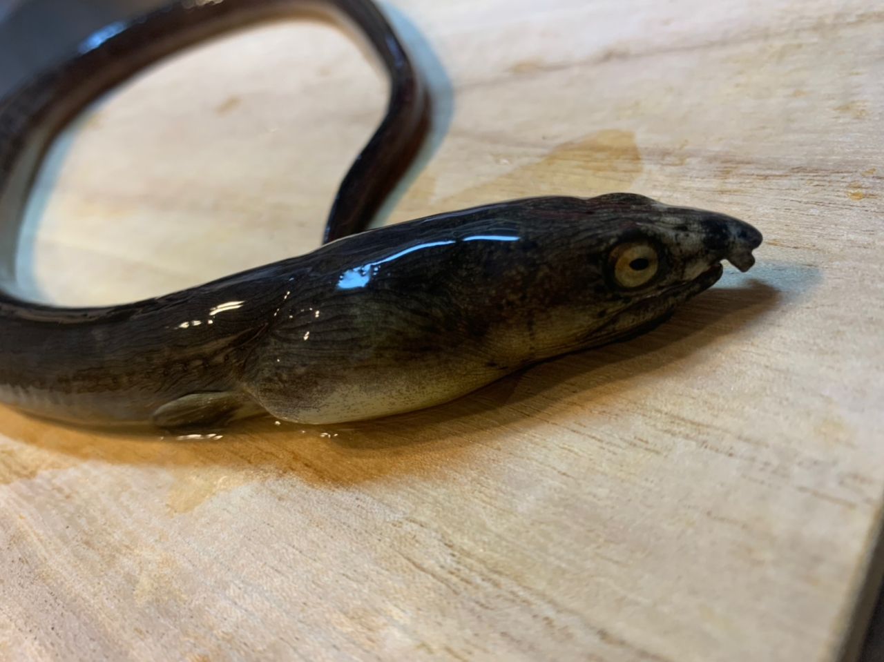 ホタテウミヘビ