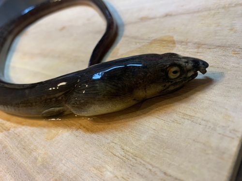 ホタテウミヘビの釣果