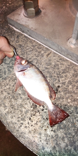 鹿児島県で釣れたホウセキキントキの釣り・釣果情報 - アングラーズ