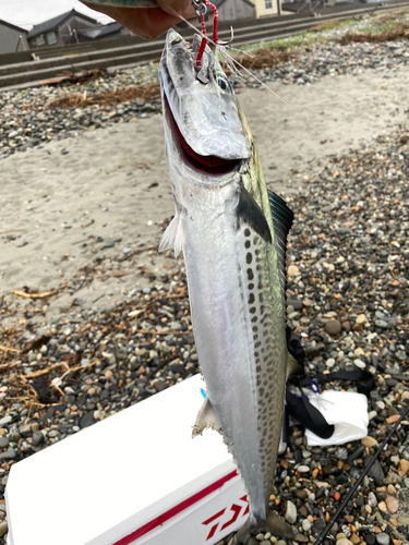 サゴシの釣果