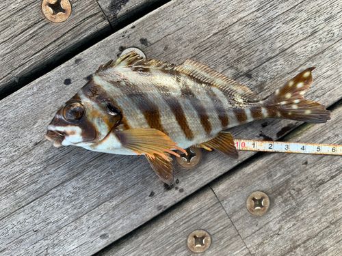 タカノハダイの釣果