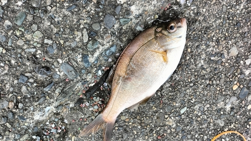 ウミタナゴの釣果