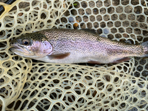 アメマスの釣果