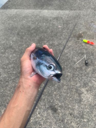 マルソウダの釣果