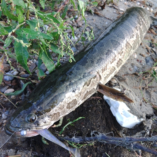 ライギョの釣果