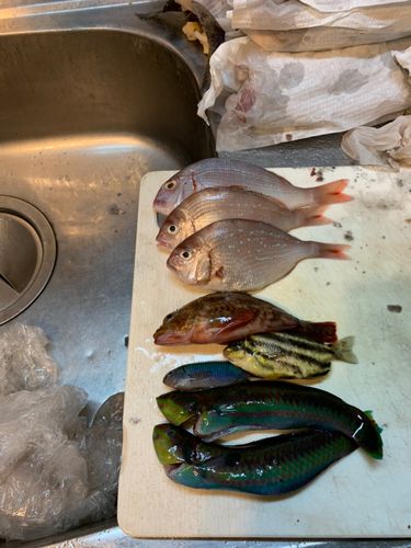 チャリコの釣果