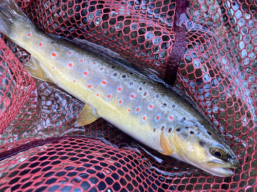 ブラウントラウトの釣果