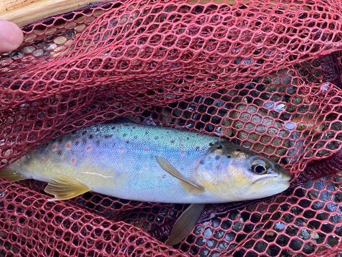 ブラウントラウトの釣果