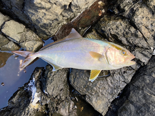 ネイリの釣果