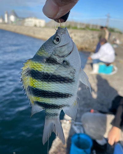 オヤビッチャの釣果