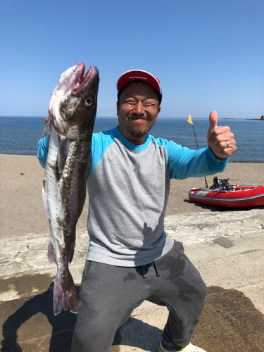 マダラの釣果