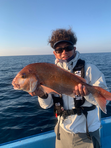 マダイの釣果