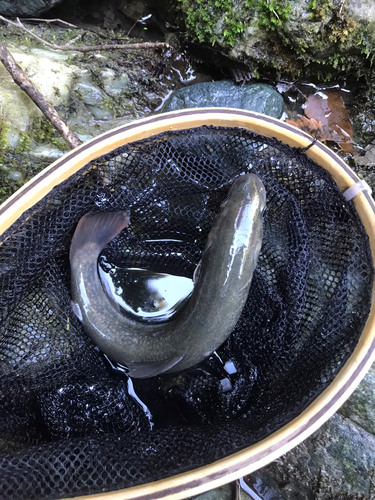 イワナの釣果