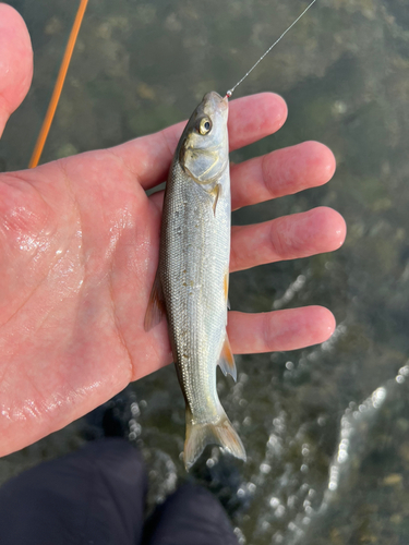 ウグイの釣果