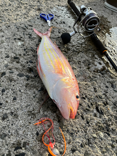 イトヨリダイの釣果