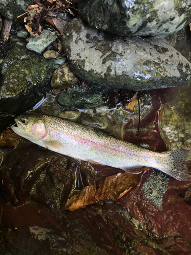 ニジマスの釣果