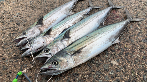 サゴシの釣果