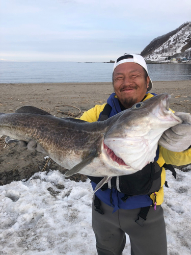 マダラの釣果