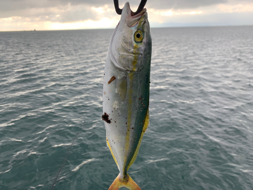 ツバスの釣果