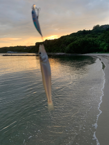 キスの釣果